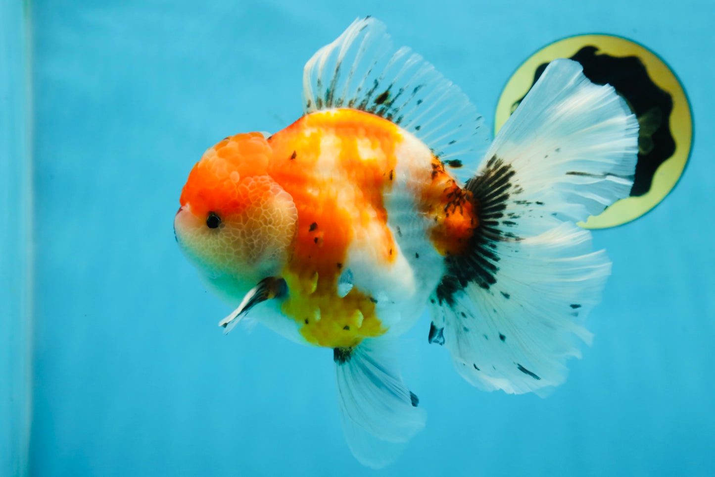 A Grade Flowy Sakura Oranda Female 6 inches #062025OR_22