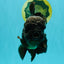 JUMBO AAA Grade Godzilla Black Oranda Male 6-6.5 inches #050826OR_01