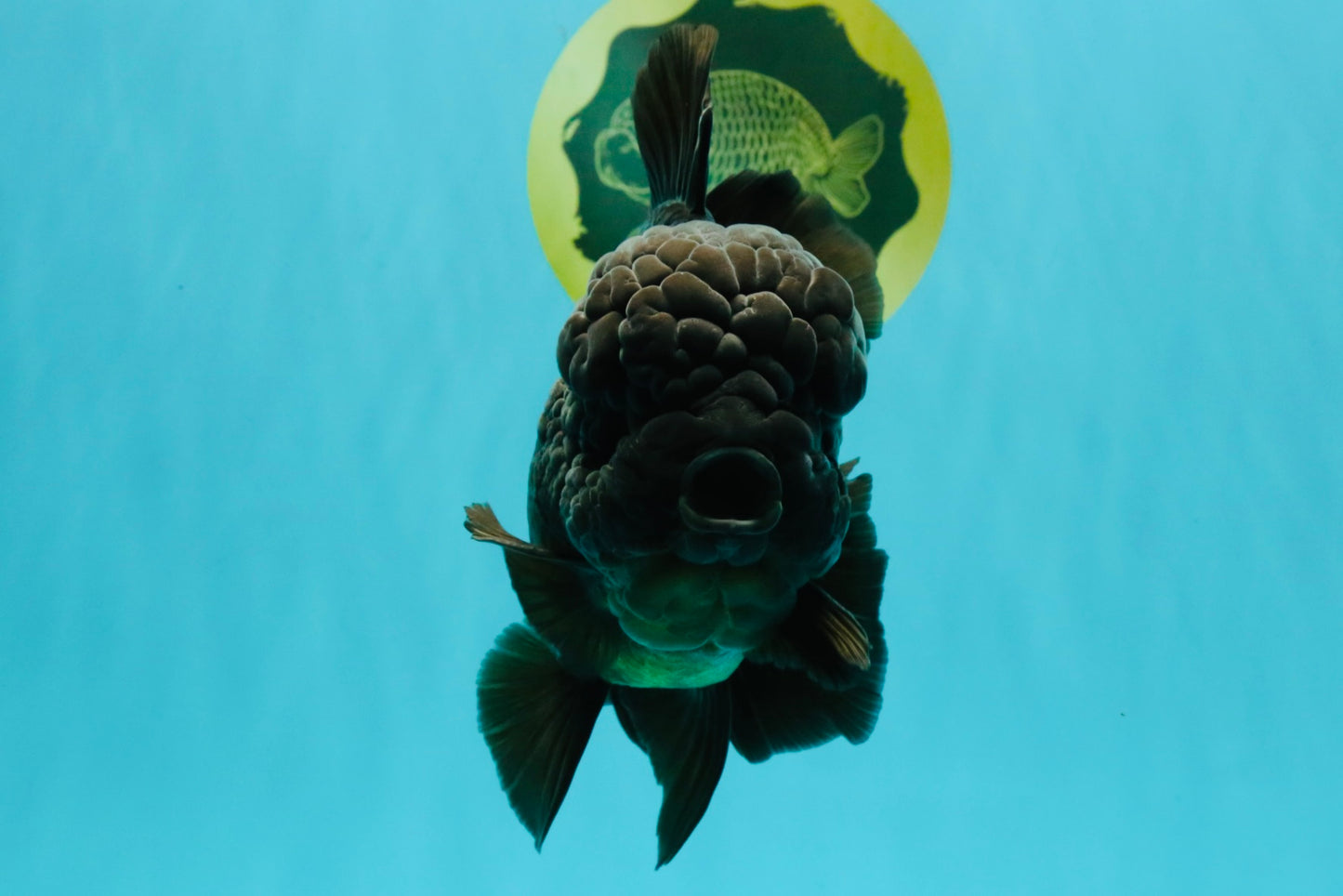 JUMBO AAA Grade Godzilla Black Oranda Male 6-6.5 inches #050826OR_01
