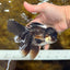 BATMAN A Grade Panda Oranda Male 5.5-6 inches #111425OR_19