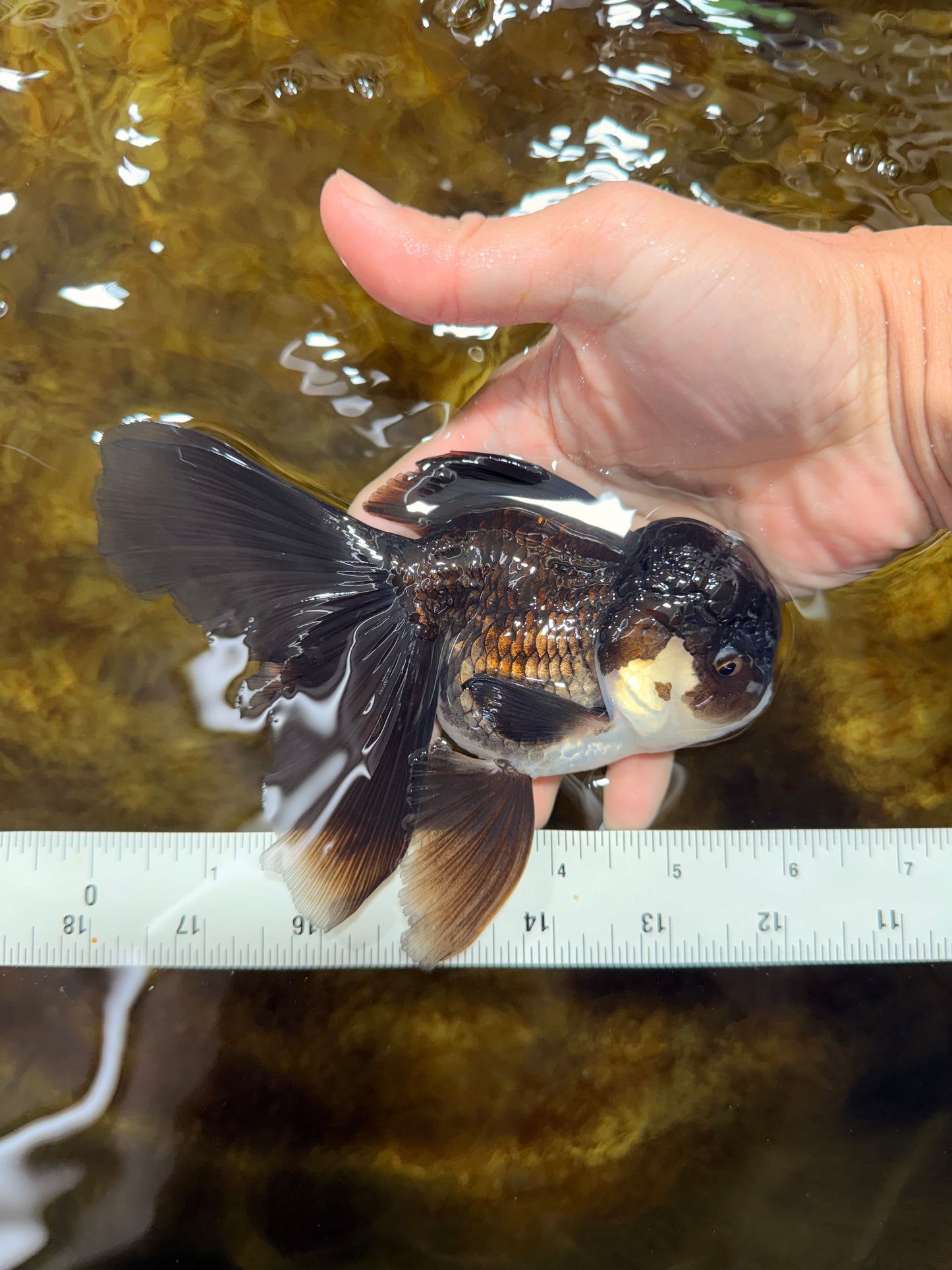BATMAN A Grade Panda Oranda Male 5.5-6 inches #111425OR_19
