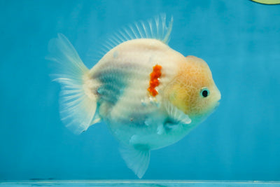 A Grade Sakura Yuanbao Male 4.5 inches #103125YB_01