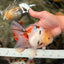 A Grade Sakura Oranda Male 6 inches #071726OR_22