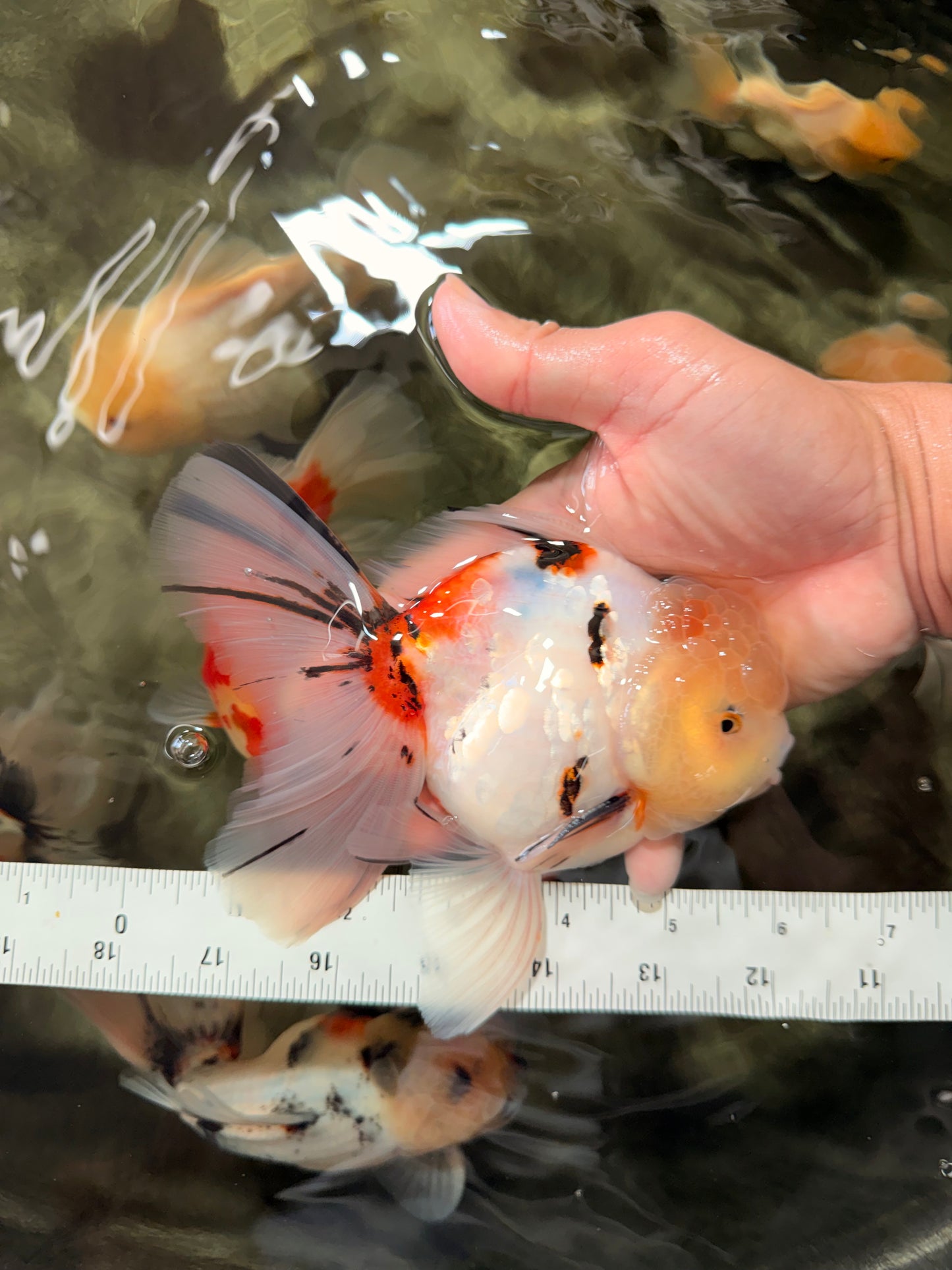 A Grade Sakura Oranda Male 6 inches #071726OR_22