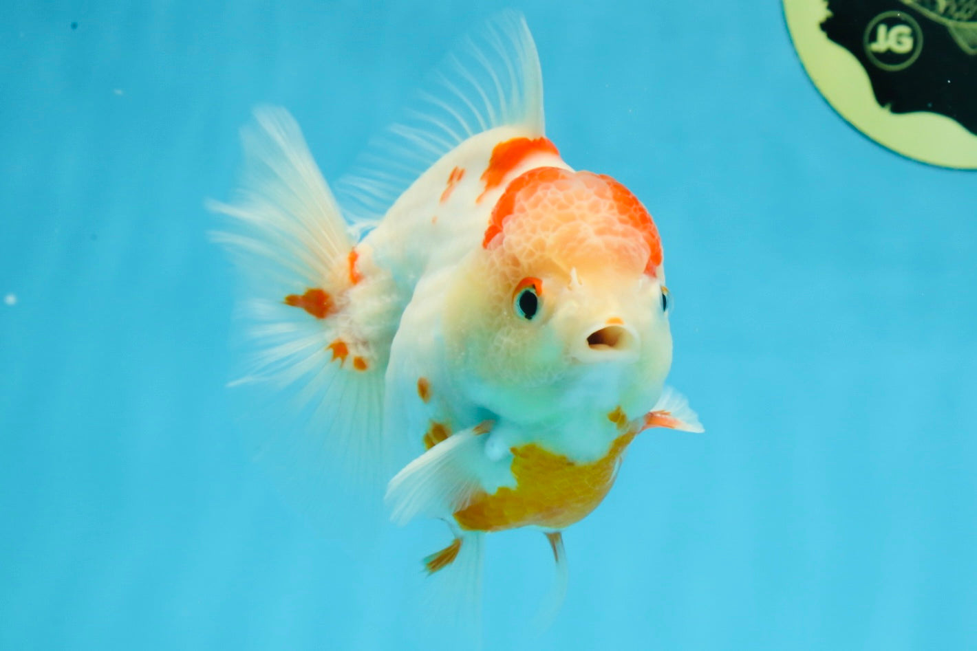 AAA Grade Sakura Kohaku Yuanbao Male 4.5 inches #101025YB_30