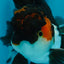 A Grade Chonky Tricolor Oranda Male 5 inches #062025OR_19