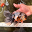 Calico Oranda Male 6.5 inches #082826OR_02
