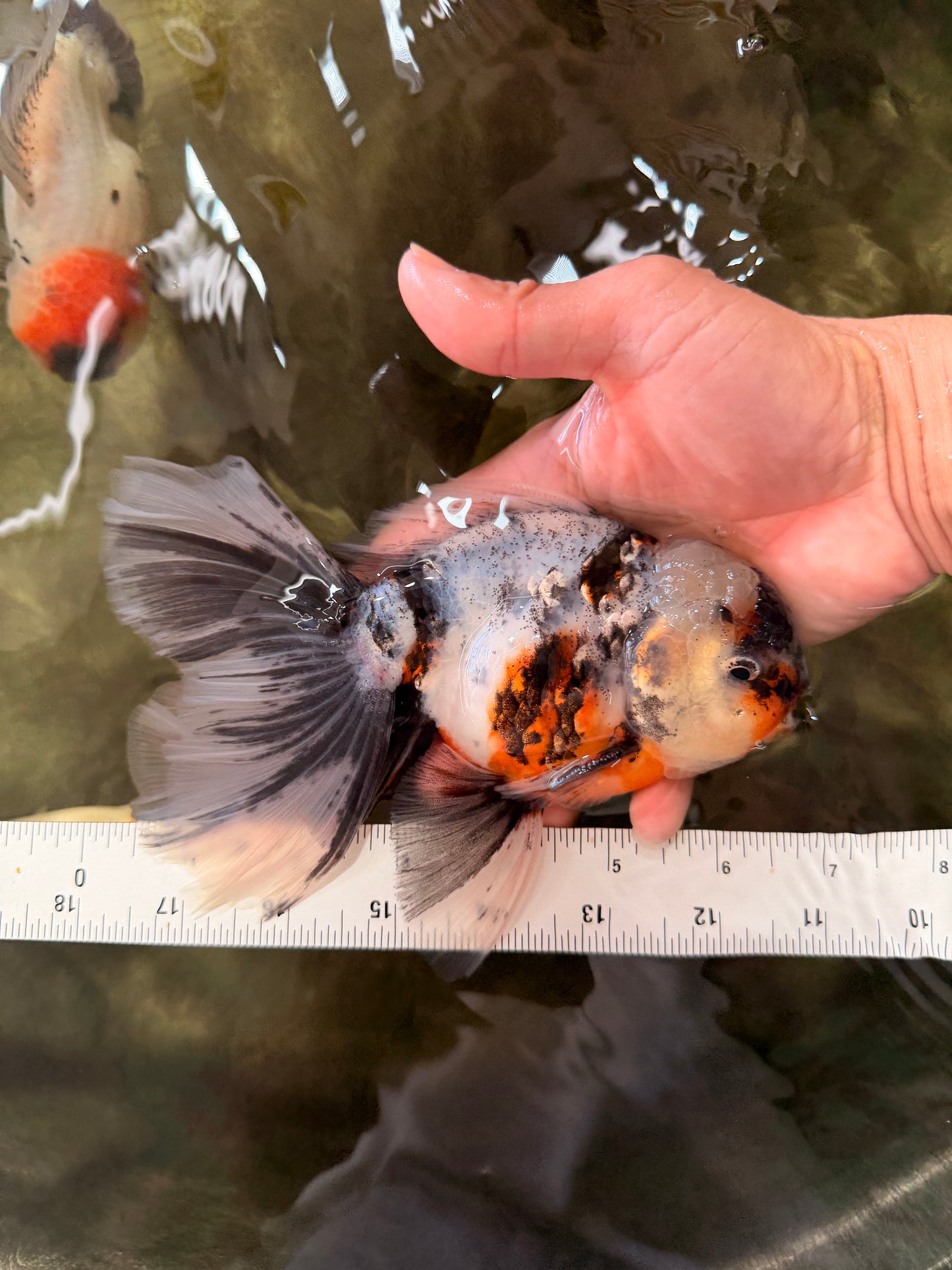 Calico Oranda Male 6.5 inches #082826OR_02