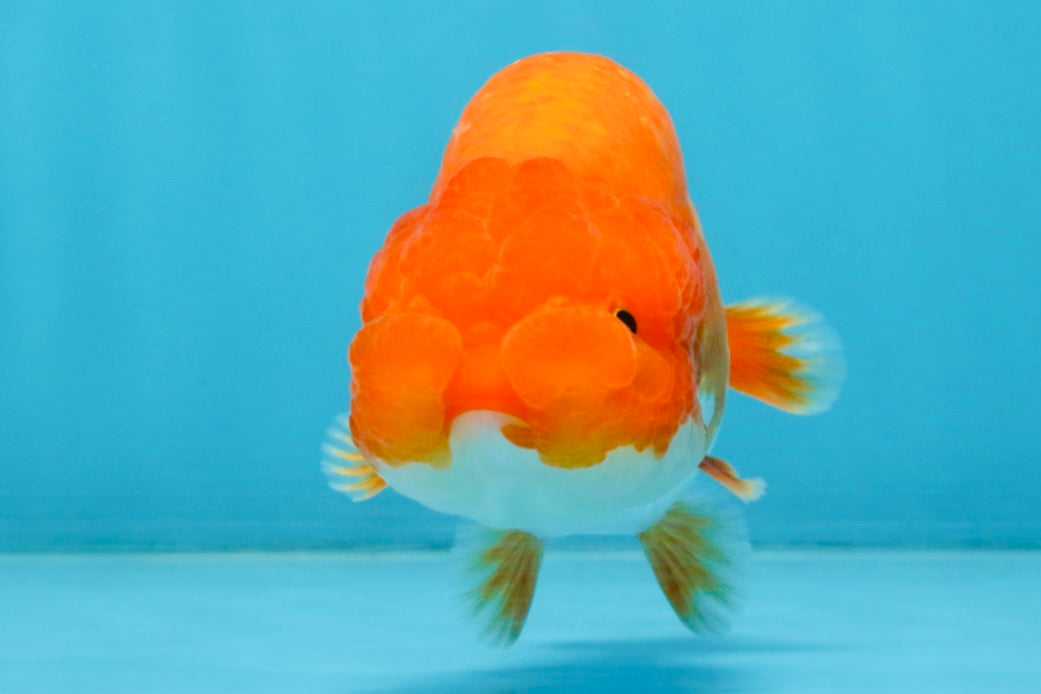 A Grade Red White LionQueen 4 inches #112825LC_07