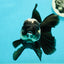 A Grade Monster Panda Oranda Female 5.5-6 inches #111524OR_18