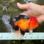 UNIQUE AAA Grade Apache Oranda Male 6 inches #101626OR_07