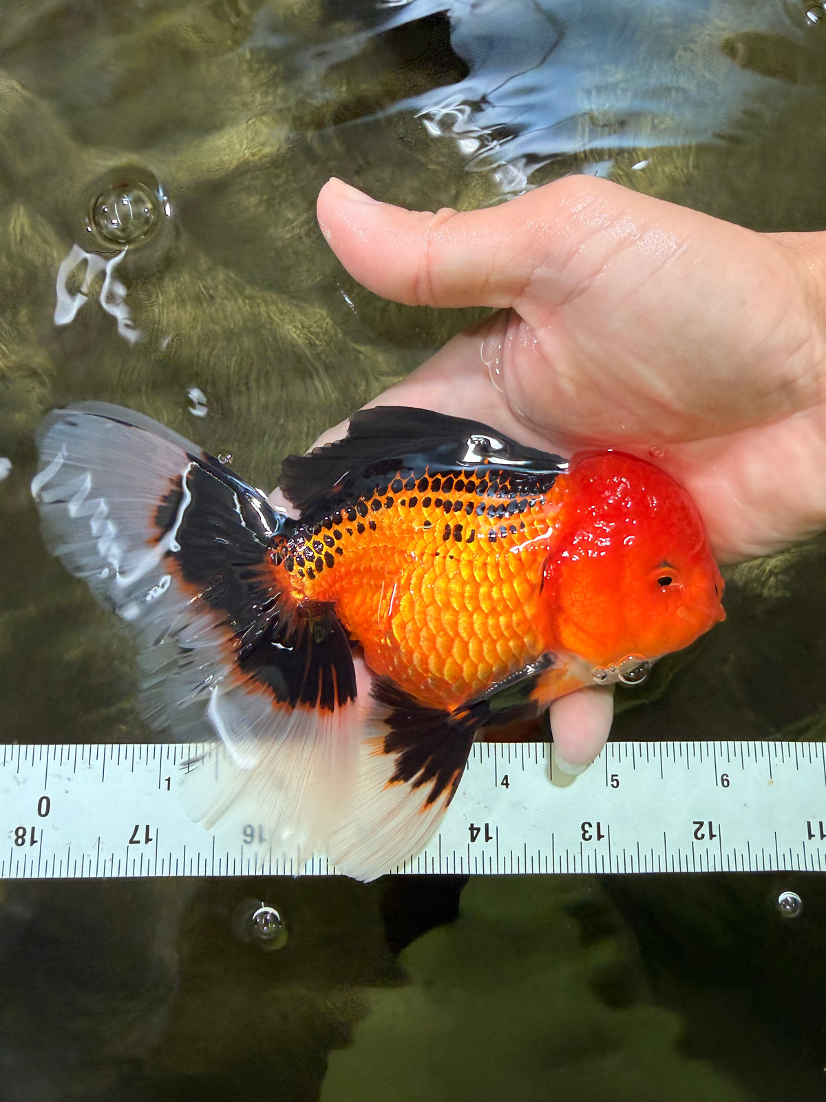 UNIQUE AAA Grade Apache Oranda Male 6 inches #101626OR_07