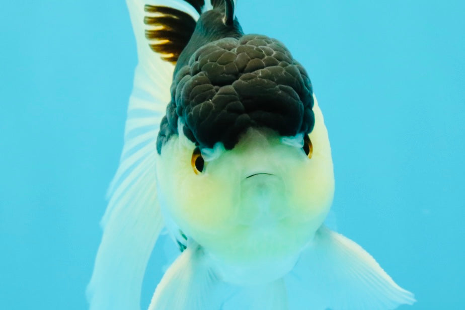 Panda Oranda Male 5 inches #031326OR_29