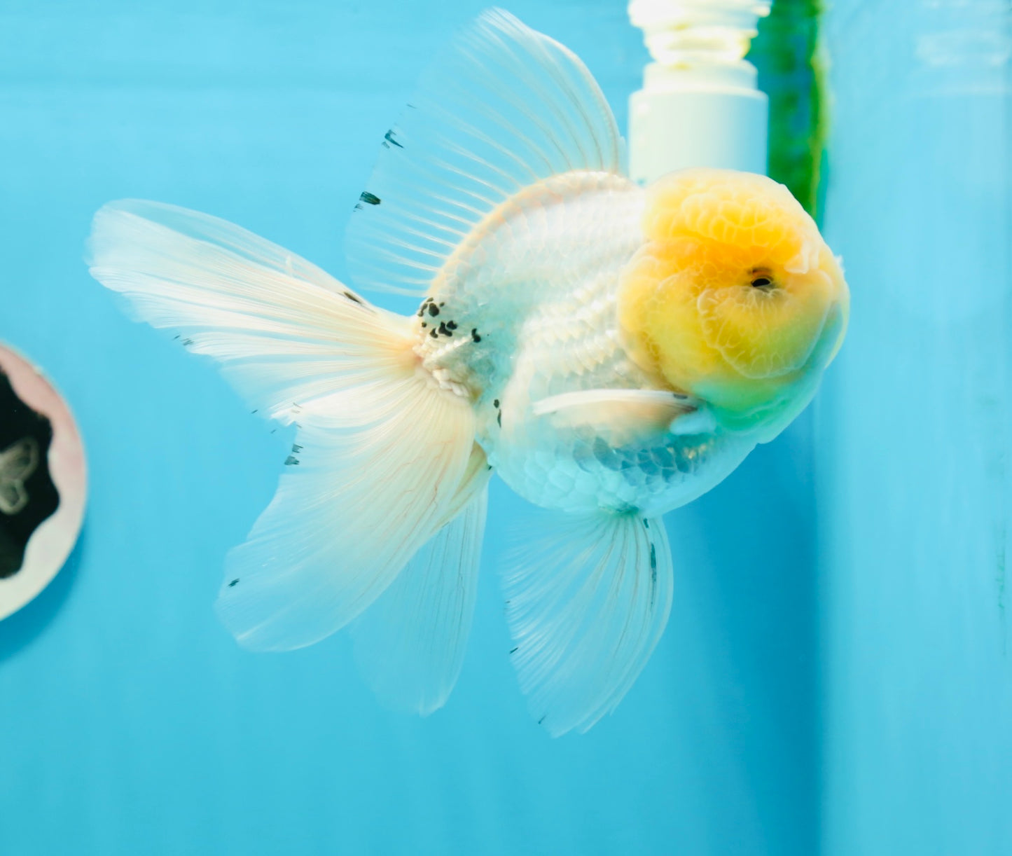 AAA Grade Lemonhead Rose Tail Oranda Male 5.5 inches #0503OR_08