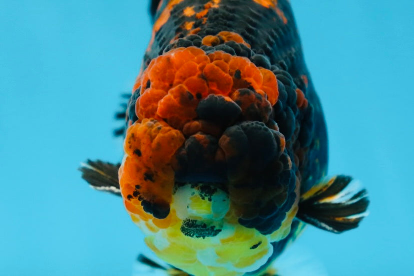 AAA Grade Tiger LionKing 5 inches #080825LC_23