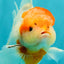 SPECIAL A Grade Tancho Sakura Oranda Male 5.5-6 inches #073126OR_09
