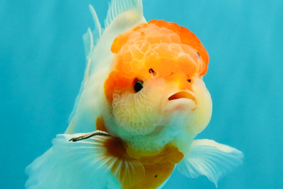SPECIAL A Grade Tancho Sakura Oranda Male 5.5-6 inches #073126OR_09