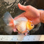 A Grade White Oranda Male 6 inches #061926OR_26