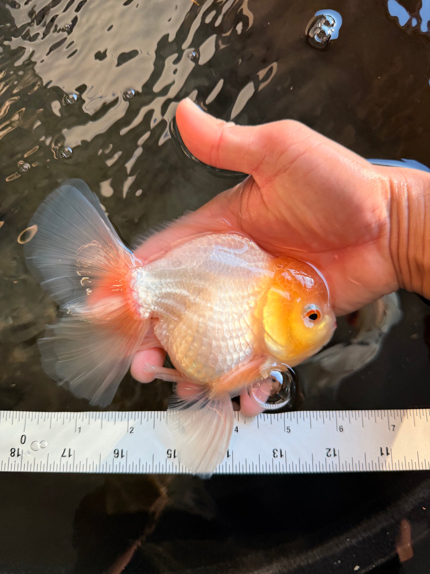 A Grade White Oranda Male 6 inches #061926OR_26