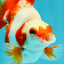 A Grade Red White Ryukin Female 4 inches #050126RK_03