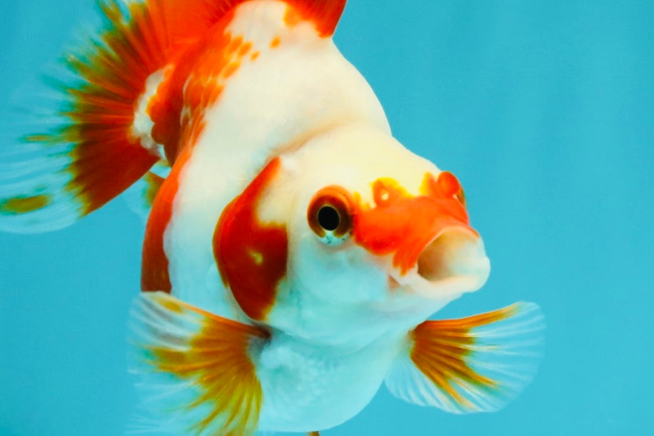 A Grade Red White Ryukin Female 4 inches #050126RK_03