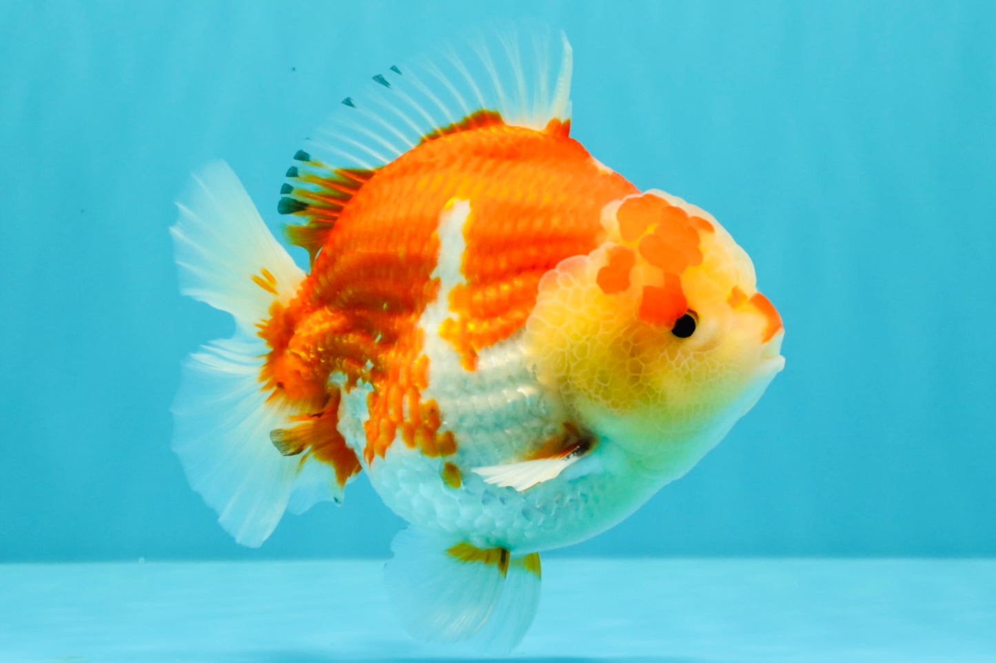 AAA Grade Godzilla Red White Yuanbao Male 5-5.5 inches #031326YB_20