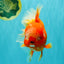 BIG WEN AAA Grade Red White Oranda Male 7.5-8 inches #070326OR_03