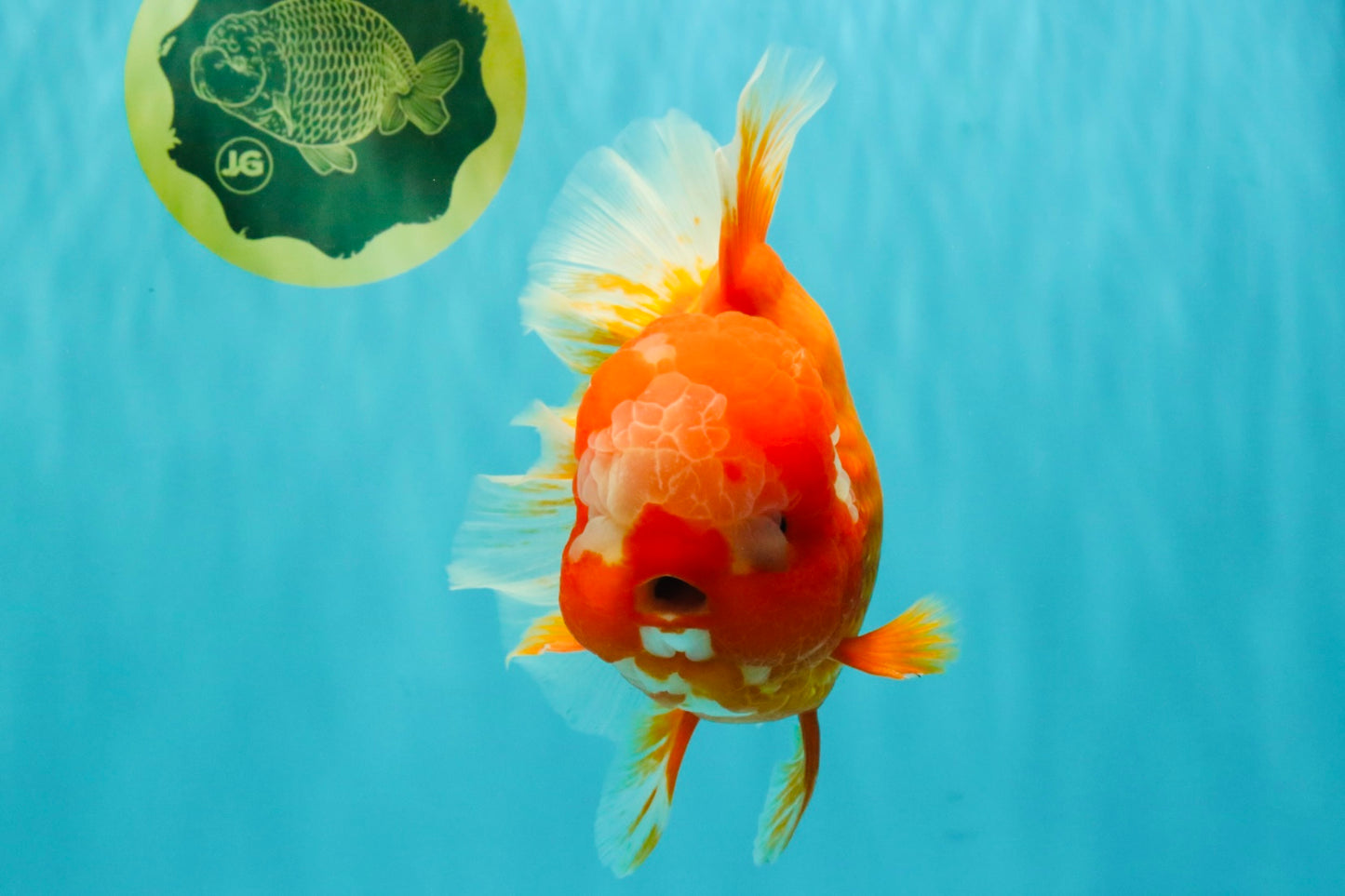 BIG WEN AAA Grade Red White Oranda Male 7.5-8 inches #070326OR_03