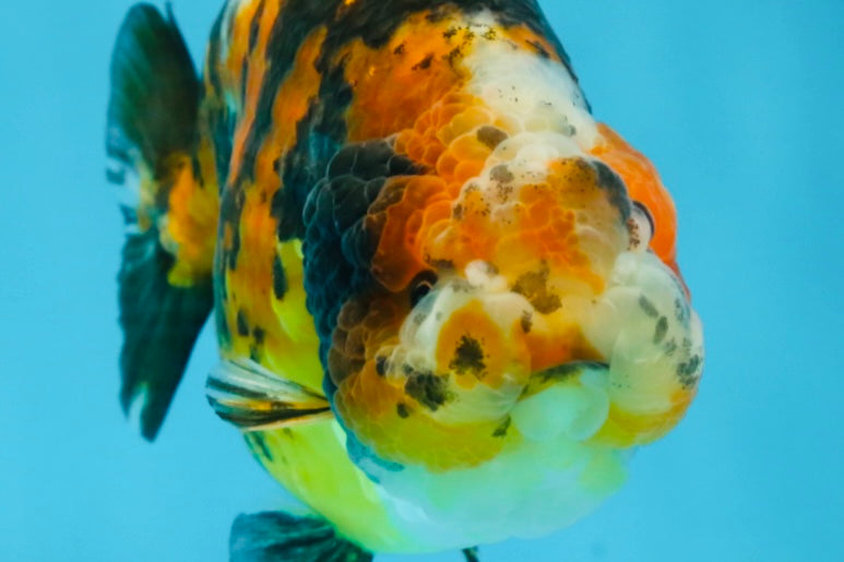 AAA Grade Chinese Calico Ranchu Female 4.5-5 inches #101725RC_17