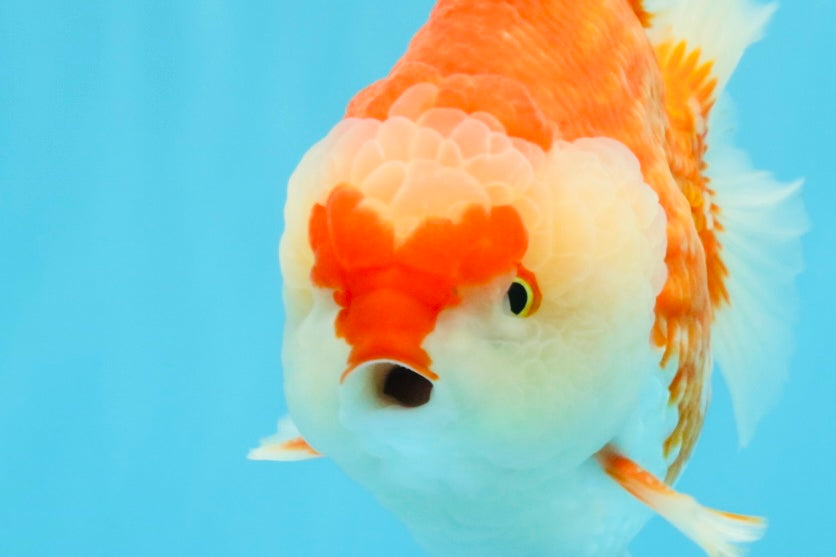 RED HEART A Grade Red White Yuanbao Male 6 inches #032726YB_05