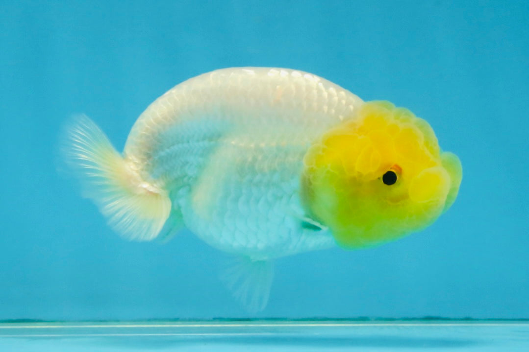 White Lionchu Female 3.5 inches #121225LC_13