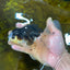 Fluffy Tail Panda Oranda Male 5.5 inches #072525OR_12
