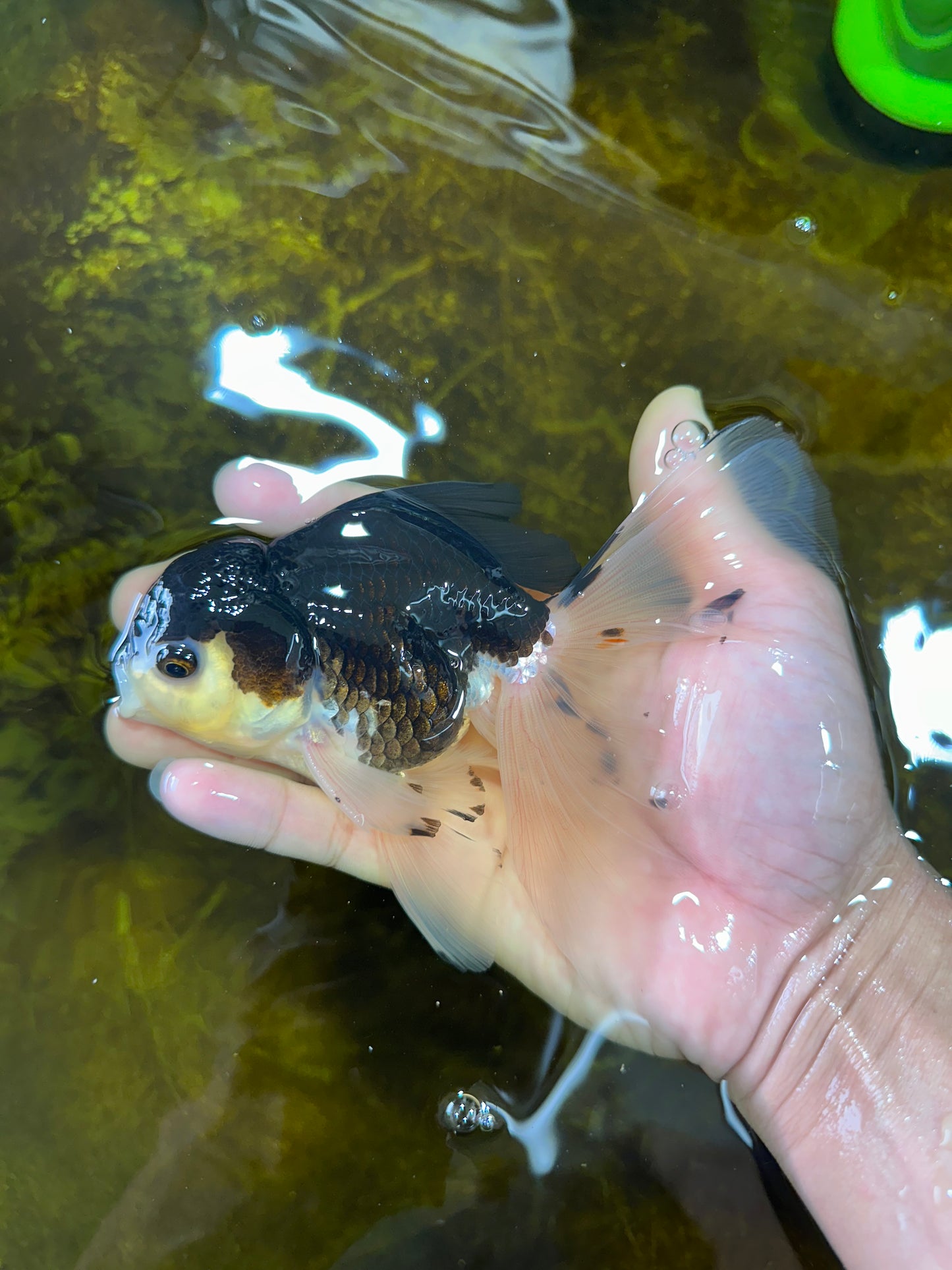 Fluffy Tail Panda Oranda Male 5.5 inches #072525OR_12