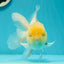 A Grade Super Chubby Lemonhead Button Eyes Oranda Male 5-5.5 inches #110824OR_12