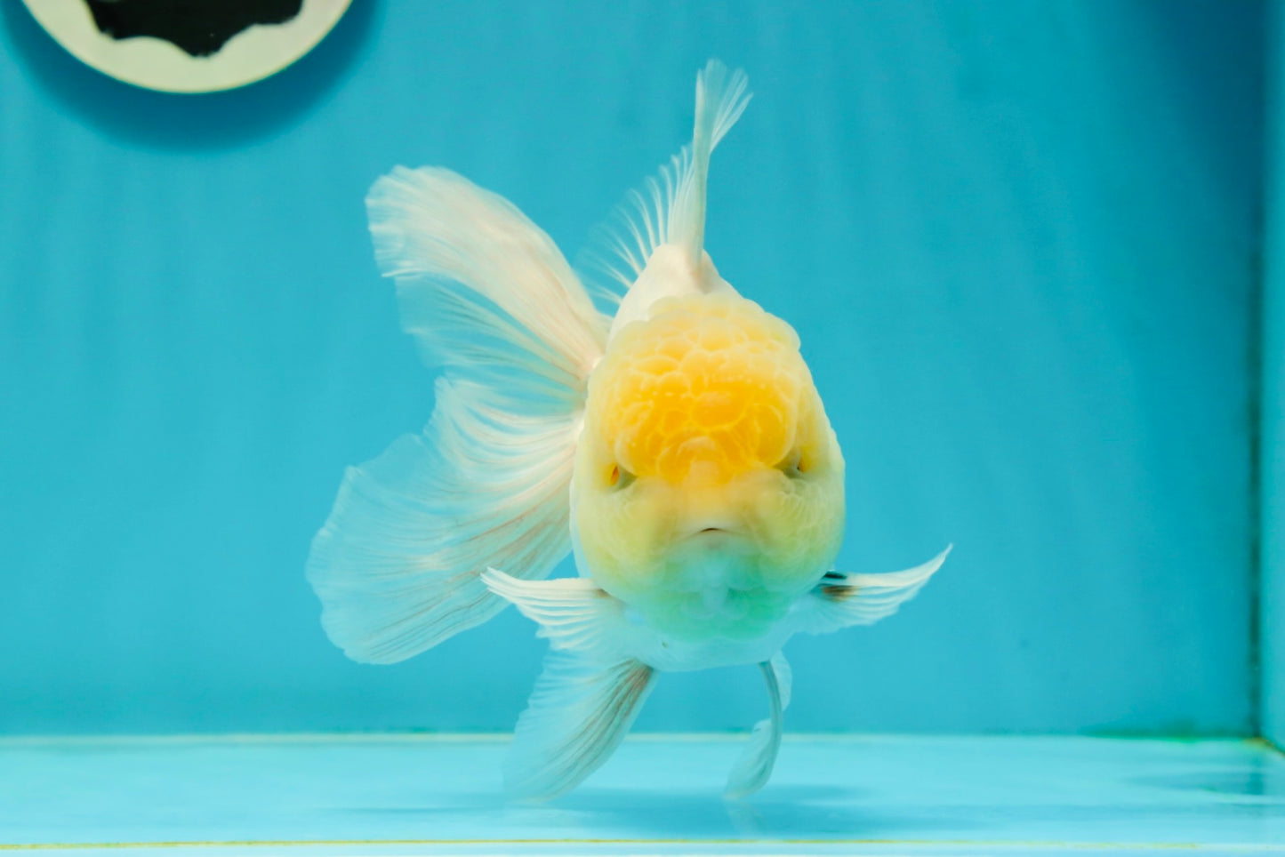 A Grade Super Chubby Lemonhead Button Eyes Oranda Male 5-5.5 inches #110824OR_12