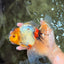 A Grade Marble Oranda Male 6.5 inches #080726OR_21
