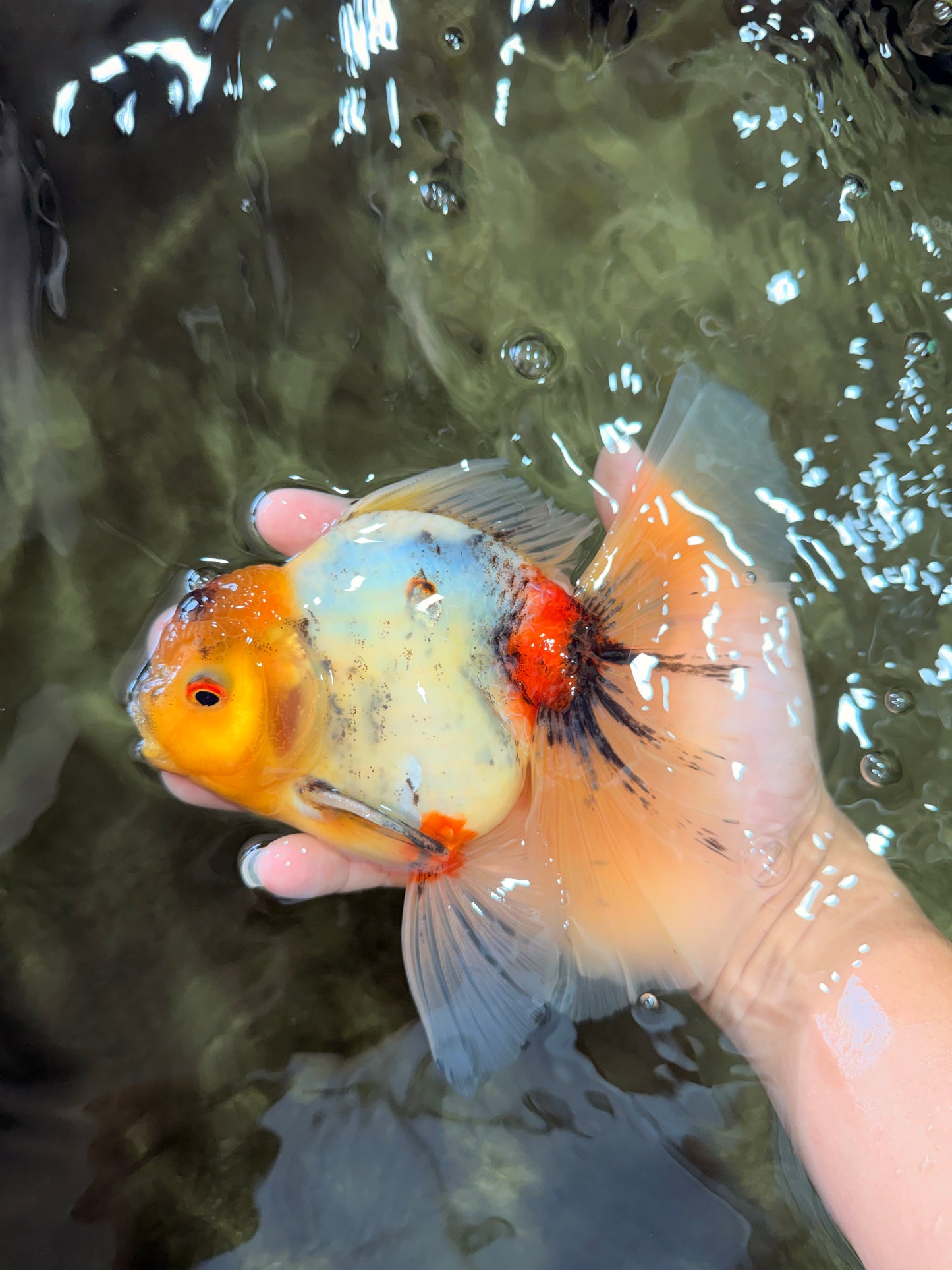 A Grade Marble Oranda Male 6.5 inches #080726OR_21