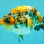 AAA Grade Special Tricolor Tiger Ranchu Male 4.5-5 inches #062626RC_08