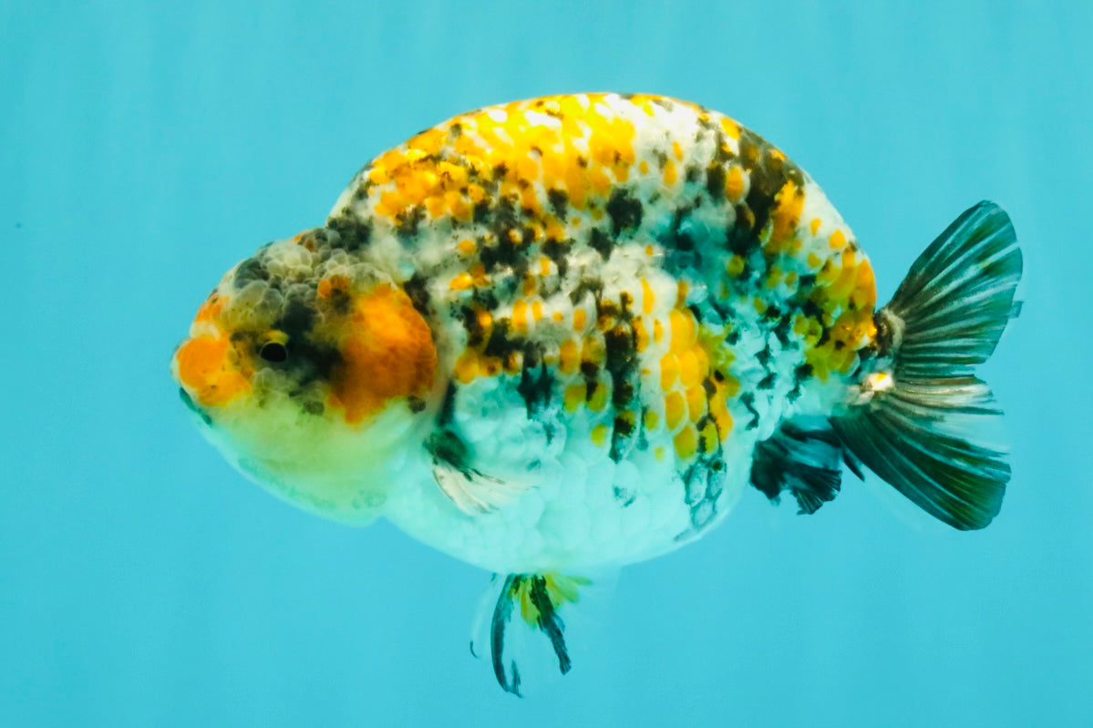 AAA Grade Special Tricolor Tiger Ranchu Male 4.5-5 inches #062626RC_08
