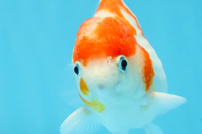 FANCY A Grade Kohaku Sakura Yuanbao Male 4.5-5 inches #112825YB_19