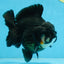 BATMAN A Grade Tricolor Yuanbao Male 5 inches #110725YB_08