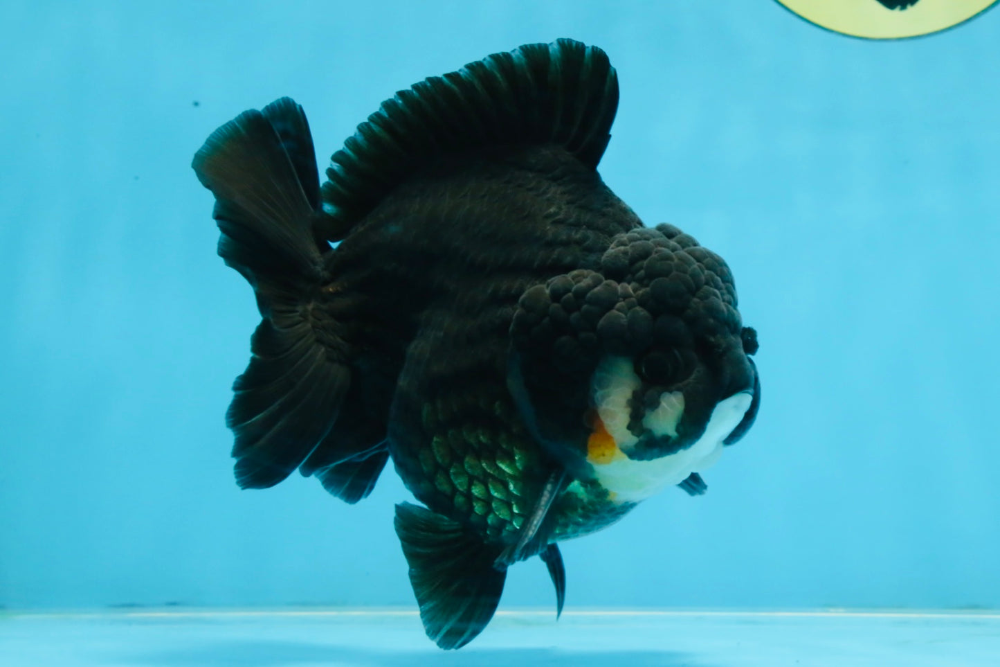 BATMAN A Grade Tricolor Yuanbao Male 5 inches #110725YB_08