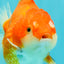 CHONKY AAA Grade Red White Yuanbao Female 5-5.5 inches #080726YB_23