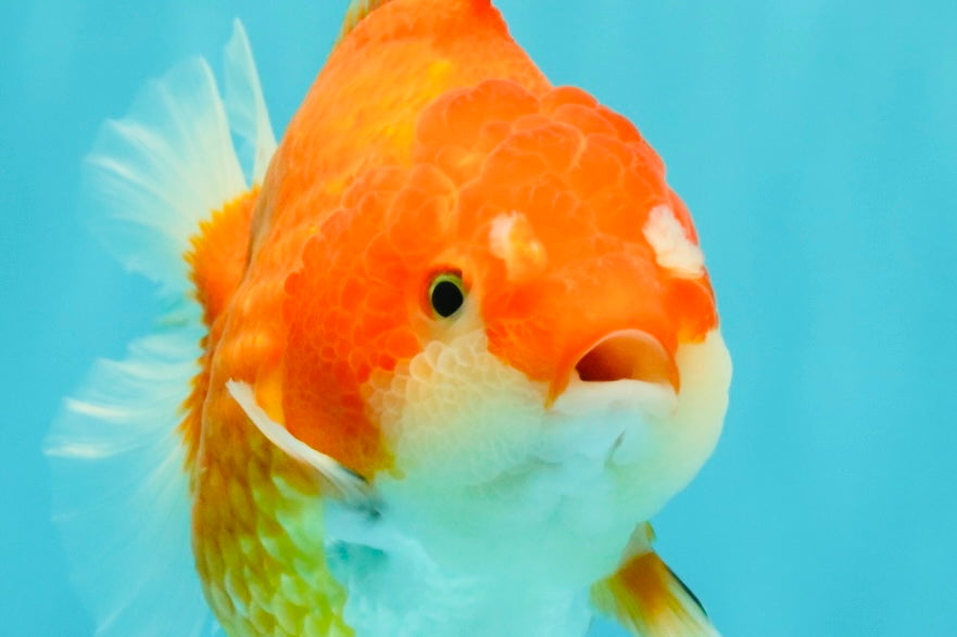 CHONKY AAA Grade Red White Yuanbao Female 5-5.5 inches #080726YB_23