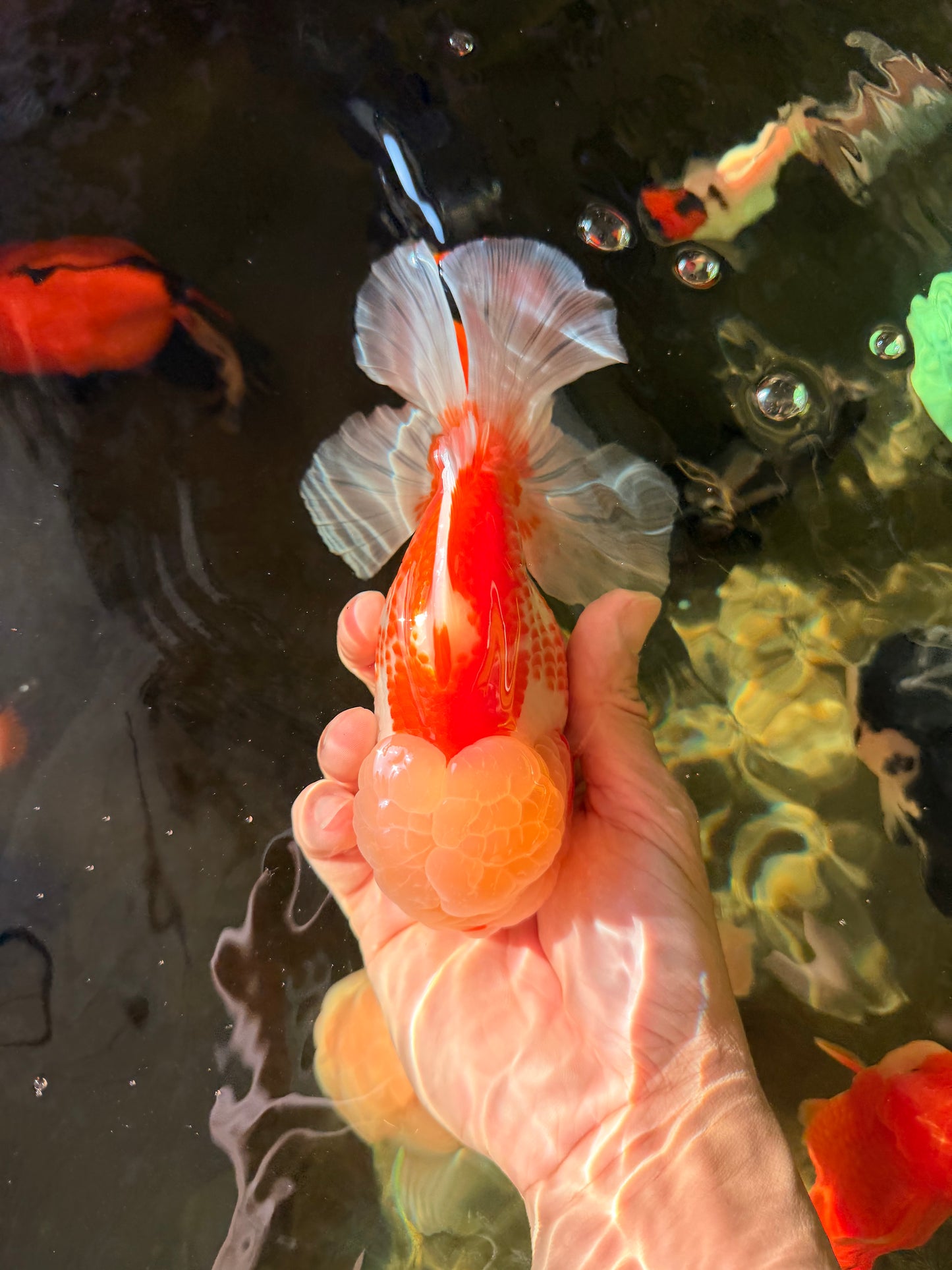 AAA Grade Polkadot Red White Oranda Male 6-6.5 inches #030626OR_19