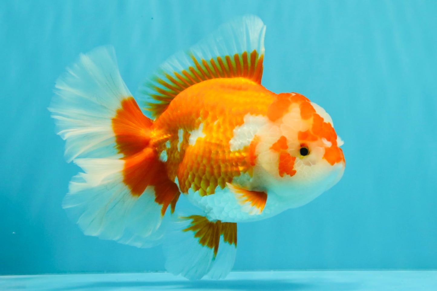 UNIQUE AAA Grade Red White Oranda Female 6.5-7 inches #032026OR_04