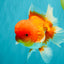 A Grade Red White Oranda Male 5.5 inches #080726OR_12