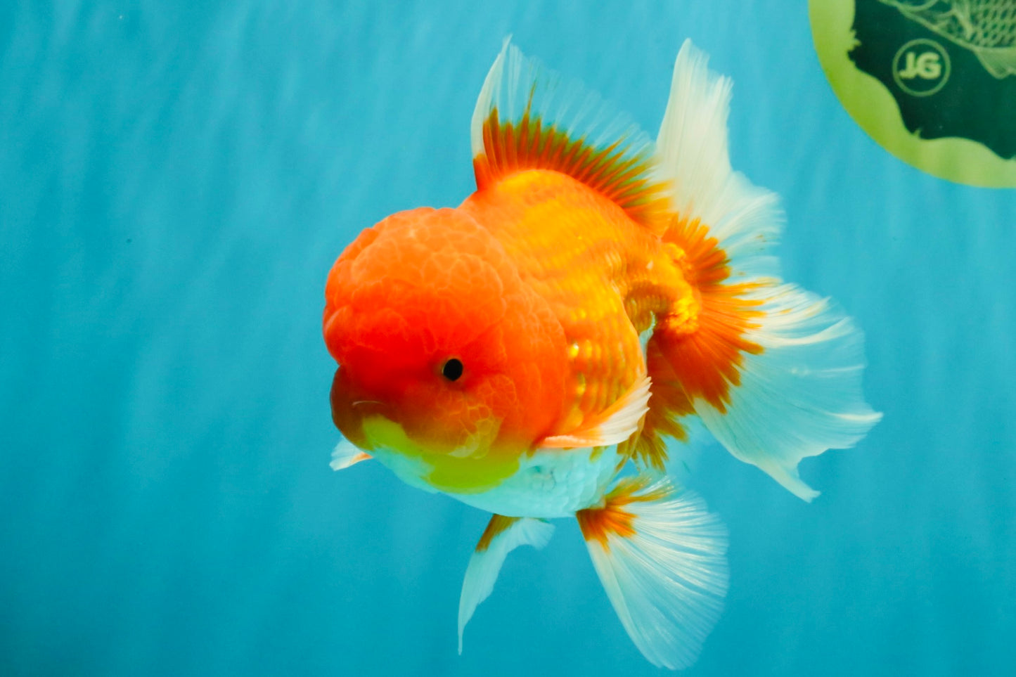 A Grade Red White Oranda Male 5.5 inches #080726OR_12