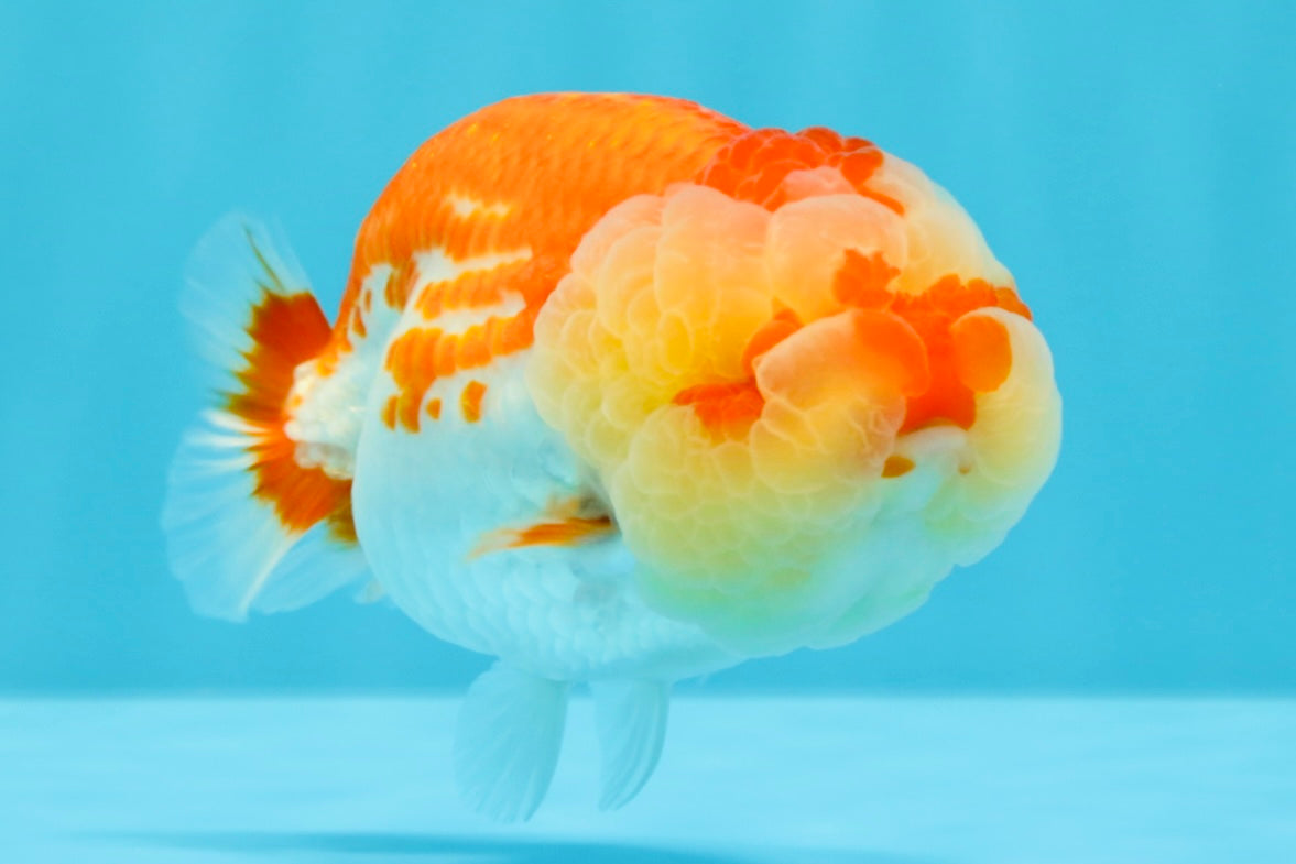 FLUFFY WEN AAA Grade Red White LionQueen 4-4.5 inches #022026LC_14