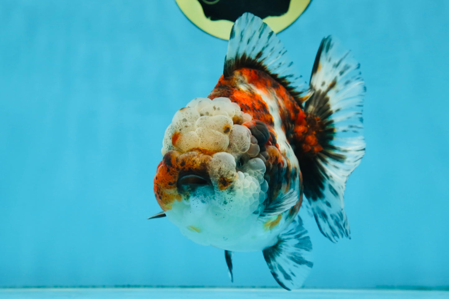 A Grade CHUBBY Calico Yuanbao Female 5-5.5 inches #091925YB_20